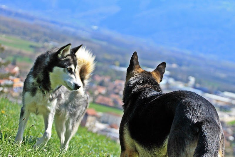 Entre chiens - photo 1