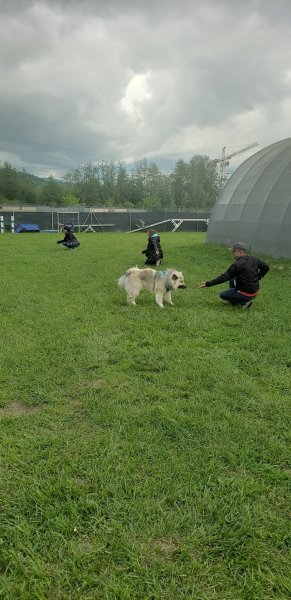 Entre chiens - photo 2