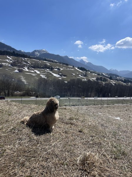 Emovere canis — Pension Education canine - photo 1