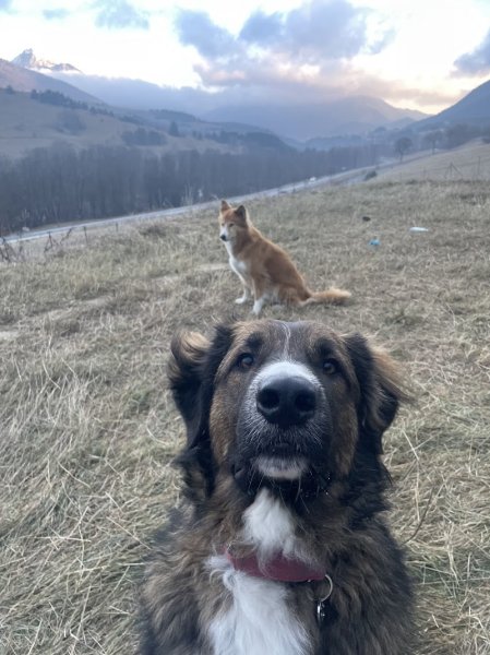 Emovere canis — Pension Education canine - photo 2