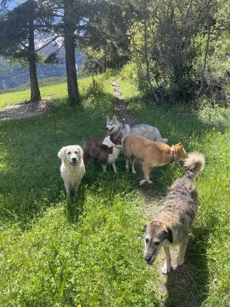 Emovere canis — Pension Education canine - photo 3