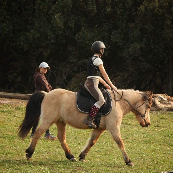 Christelle Poncié Monitrice / coach d'équitation DEJEPS - Dressage/Saut tous niveaux