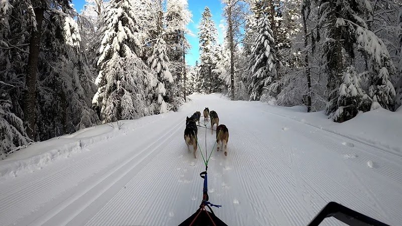 Wood Track Chiens de traineaux Vercors - photo 1