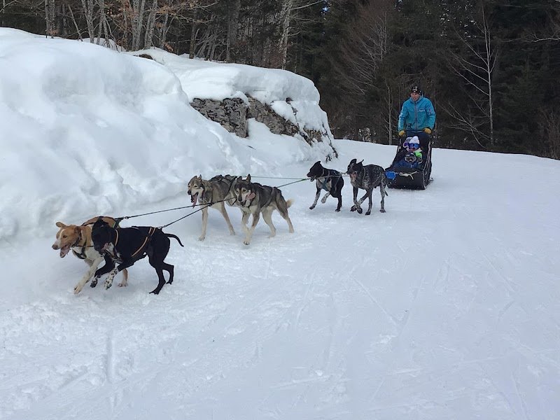 Wood Track Chiens de traineaux Vercors - photo 2