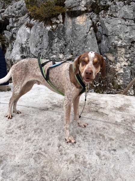 Wood Track Chiens de traineaux Vercors - photo 3