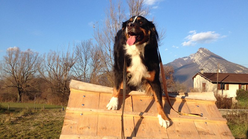Les Chiens du Paradis - Éducateur et dresseur canin professionnel- Grenoble