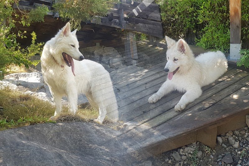 Educateur Canin Comportementaliste. Le Secret des Chiens