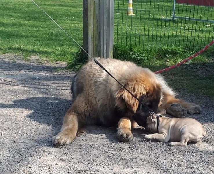 Club Canin de Saint Romain de Colbosc - photo 2