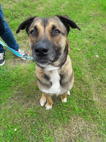 La Clé du Chien, éducateur comportementaliste canin - photo 2