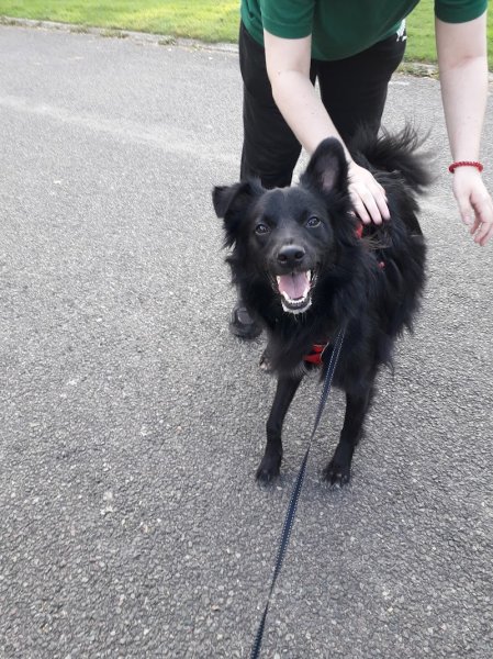 La Clé du Chien, éducateur comportementaliste canin - photo 3