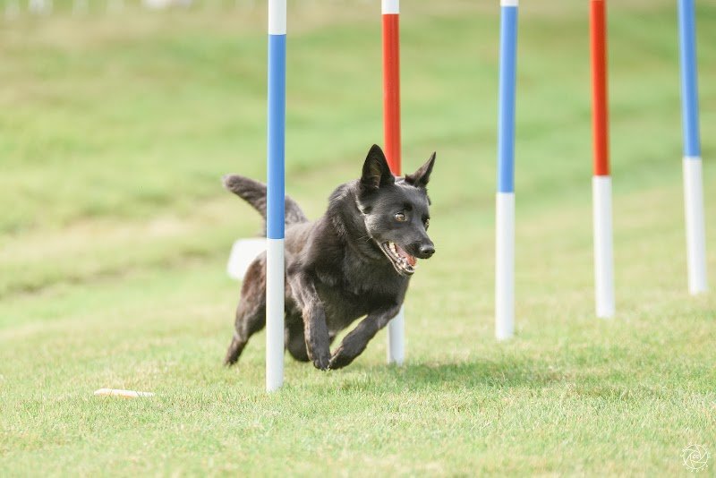 Sport Canin Saint Nazaire - photo 2