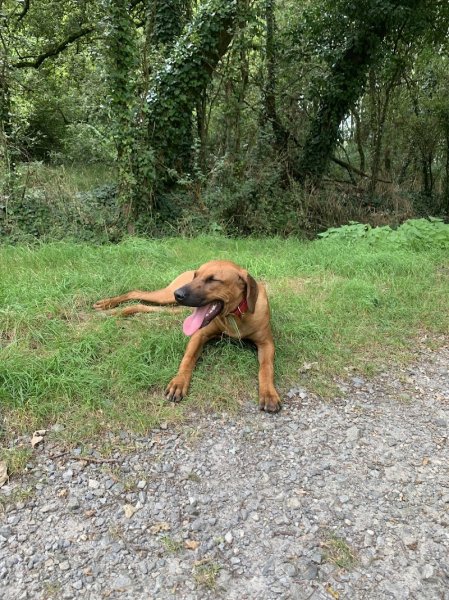 Unicadog, éducateur comportementaliste canin à Saint-Nazaire et Loire Atlantique, 44 - photo 2