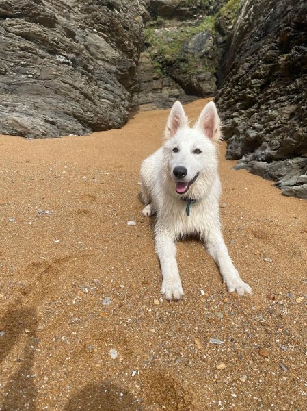 RespectDogs Saint-Nazaire - photo 1