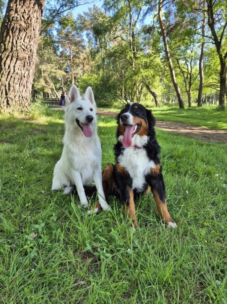 RespectDogs Saint-Nazaire - photo 2