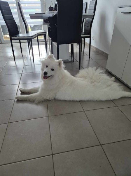 RespectDogs Saint-Nazaire - photo 3