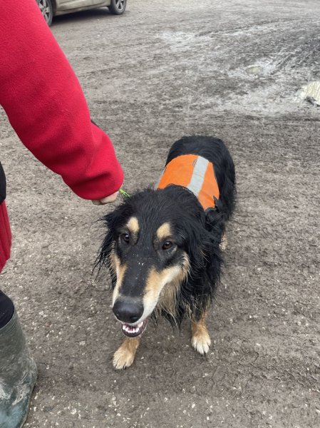 Maître Doggy - Educateur canin - Comportementaliste canin - Dresseur pour chien à domicile dans le 82 - photo 2