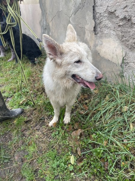 Maître Doggy - Educateur canin - Comportementaliste canin - Dresseur pour chien à domicile dans le 82 - photo 3