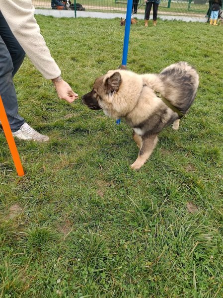 Centre d'Education Canine de Montauban 82 Association