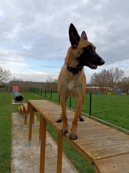 Centre d'Education Canine de Montauban 82 Association - photo 3