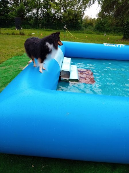 L'EmilePat's - Éducateur canin - photo 1