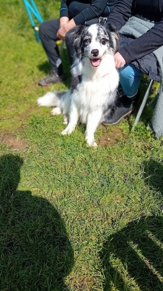 L'EmilePat's - Éducateur canin - photo 2