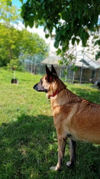 L'EmilePat's - Éducateur canin - photo 3