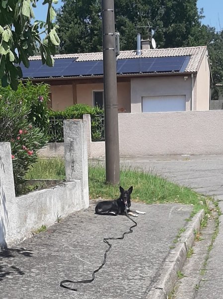 Moerman Guillaume éleveur éducateur comportementaliste canin