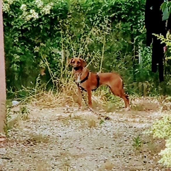 Moerman Guillaume éleveur éducateur comportementaliste canin - photo 3