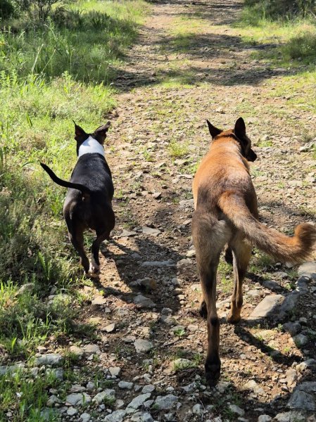 Feelings Dog - photo 1