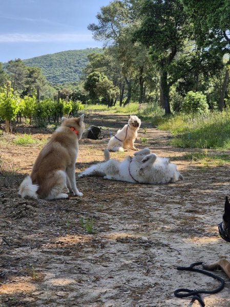 Feelings Dog - photo 2