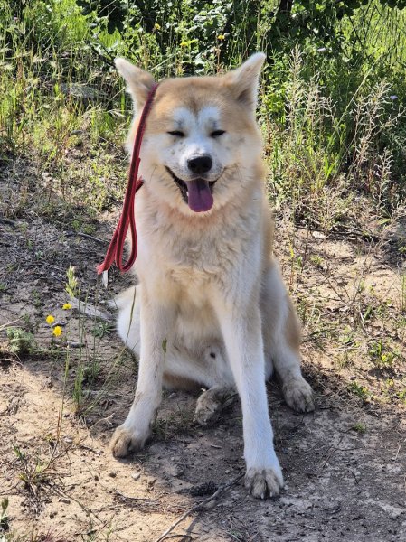 Feelings Dog - photo 3