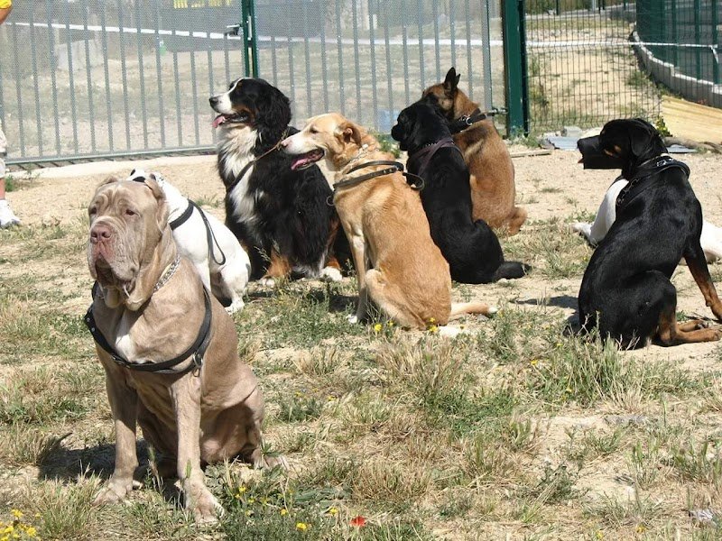 Eduqdog - Éducateur canin - photo 1