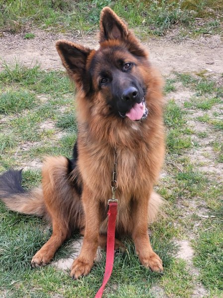 Eduqdog - Éducateur canin - photo 2