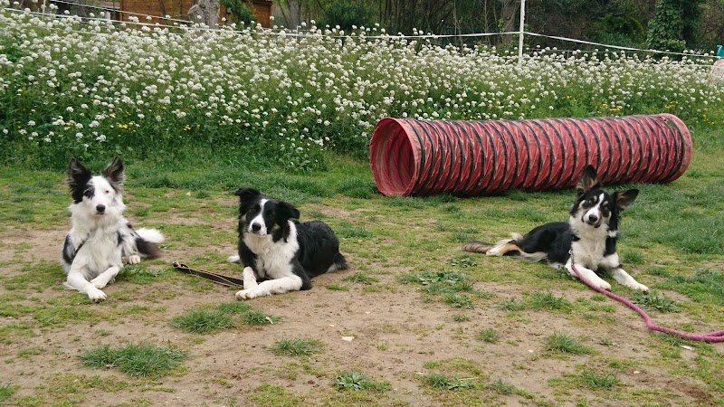 Eduqdog - Éducateur canin - photo 3