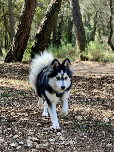 Dog Evasion 05 - photo 3