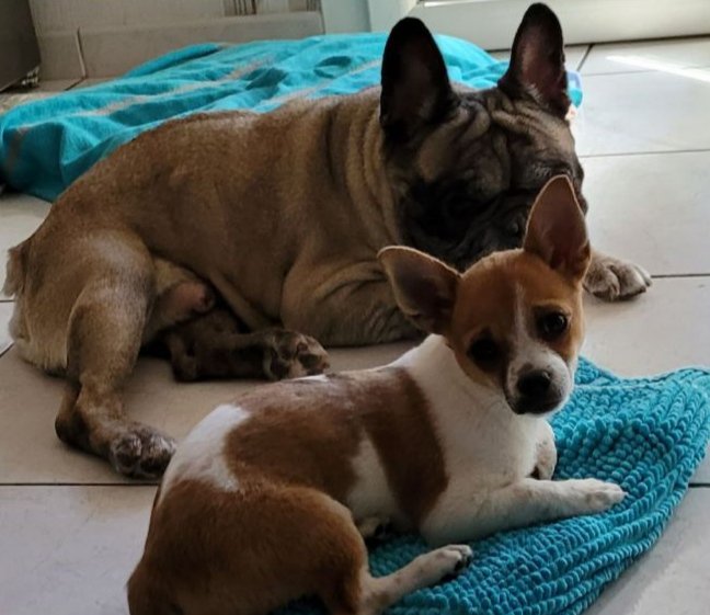 Mission Truffe - Educatrice et comportementaliste canin - photo 2