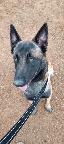 Mission Truffe - Educatrice et comportementaliste canin - photo 3