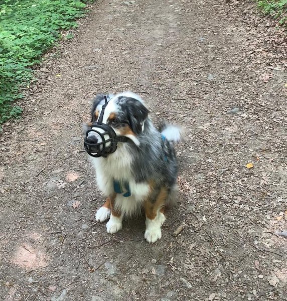 Educateur Canin - Au Service des Chiens - photo 1