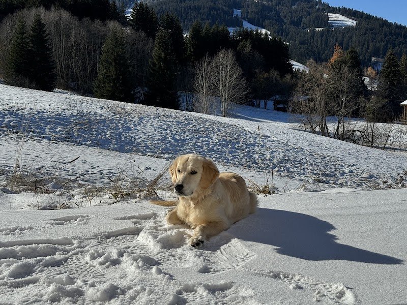 Educateur Canin - Au Service des Chiens - photo 2