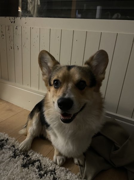 Educateur Canin - Au Service des Chiens - photo 3