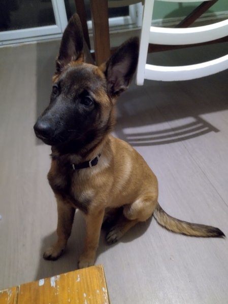 Dogs Education - Educateur comportementaliste canin à Saint-Dizier et Haute-Marne, 52 - photo 2