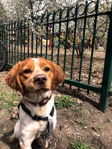 Claudia Favasuli Éducation & Comportement Canin - photo 2