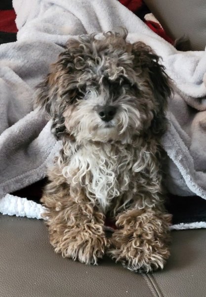 Claudia Favasuli Éducation & Comportement Canin - photo 3