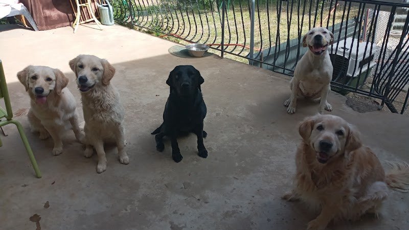 Coach Canin-Hélène Nivan, Pension canine comme à la maison - photo 1