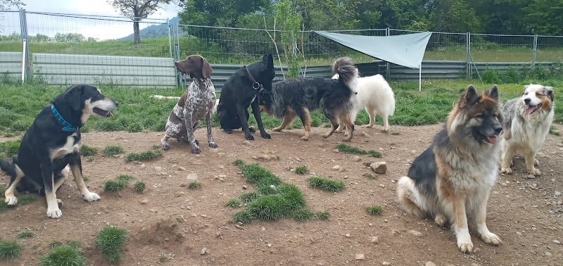 Coach Canin-Hélène Nivan, Pension canine comme à la maison - photo 2