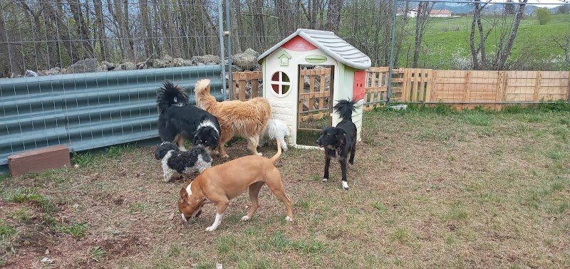 Coach Canin-Hélène Nivan, Pension canine comme à la maison - photo 3