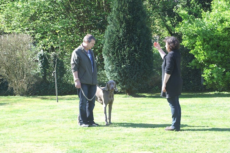 DOG ACADEMY - photo 3