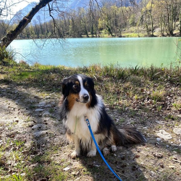 TDOG - Educateur Canin Grenoble et Comportementaliste - photo 2