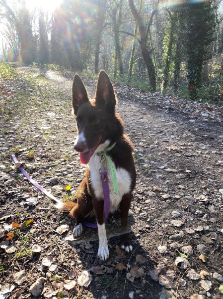 TDOG - Educateur Canin Grenoble et Comportementaliste - photo 3
