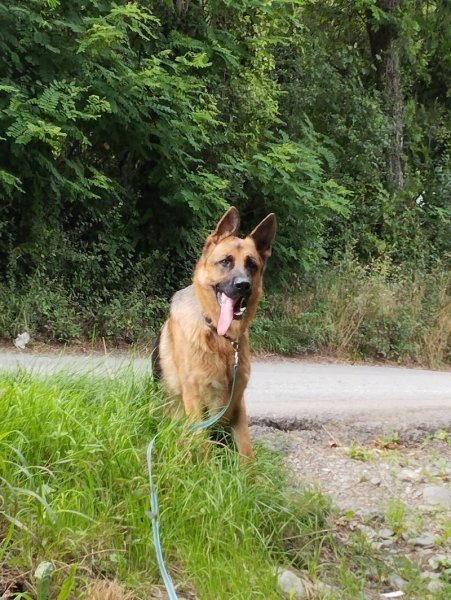 Gresi'dog - Educateur comportementaliste canin Grenoble - Gresivaudan - photo 1